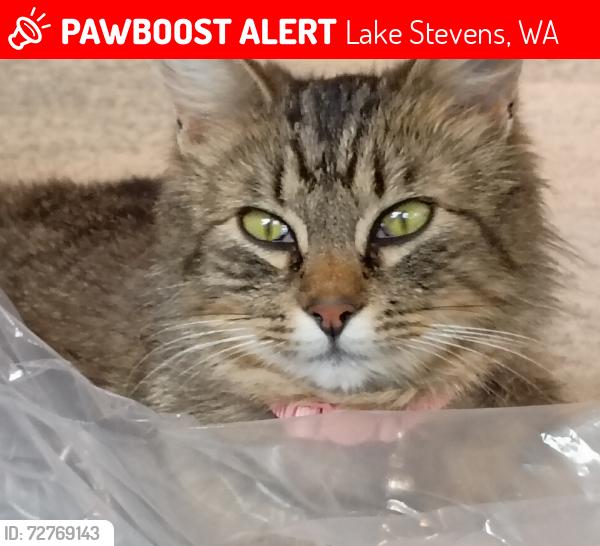 Lost Female Cat last seen Near Target off Chapel Hill Rd., Lake Stevens, WA 98258