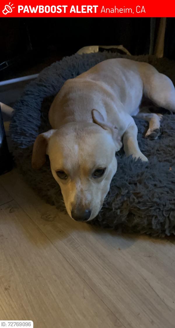 Lost Male Dog last seen North Miraloma and east palma , Anaheim, CA 92806