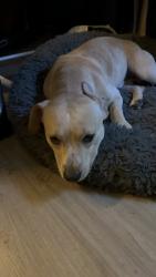 Lost Male Dog last seen North Miraloma and east palma , Anaheim, CA 92806