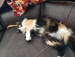 Lost Female Cat last seen Cambrils dr and Paso del Norte, Albuquerque, NM 87114