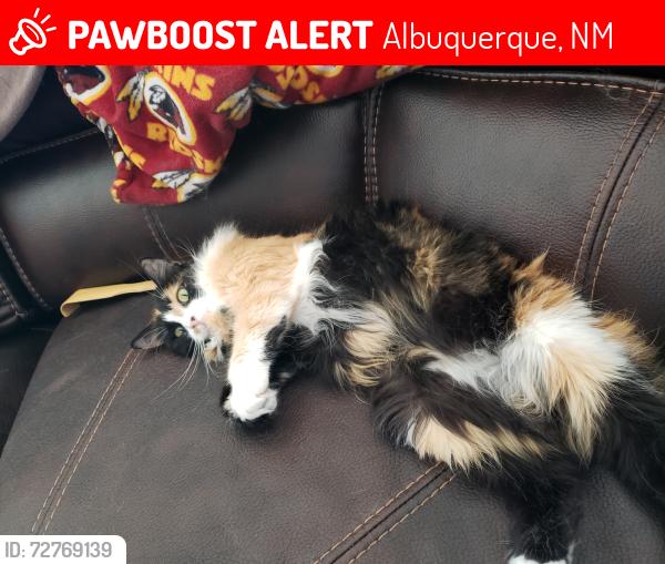 Lost Female Cat last seen Cambrils dr and Paso del Norte, Albuquerque, NM 87114