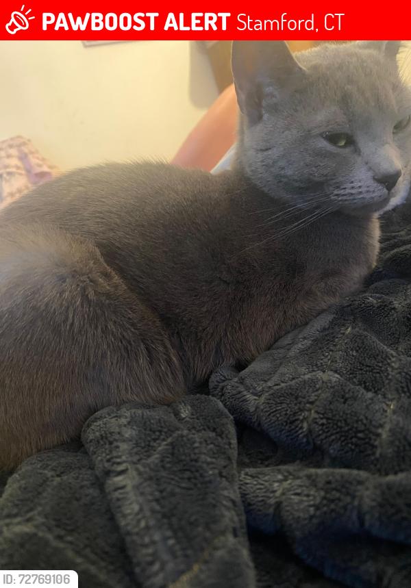 Lost Female Cat last seen Stamford ct 06903, Stamford, CT 06903