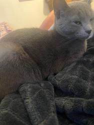 Lost Female Cat last seen Stamford ct 06903, Stamford, CT 06903
