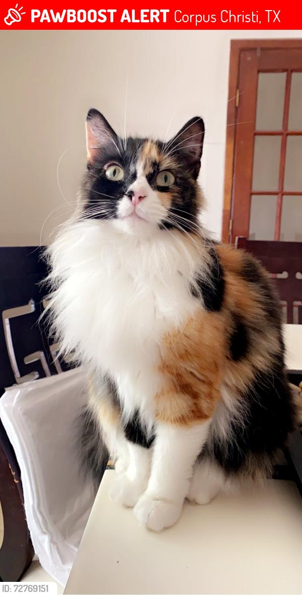 Lost Female Cat last seen Bay bean dr, Corpus Christi, TX 78418