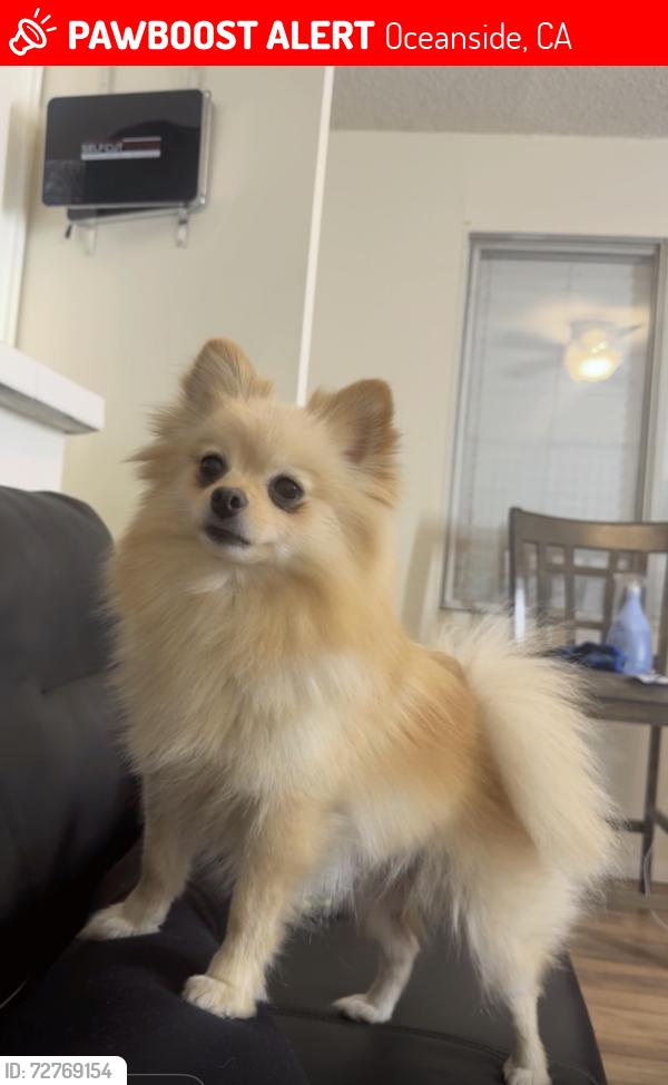 Lost Female Dog last seen North river road, Oceanside, CA 92057