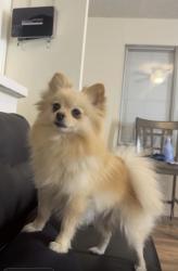 Lost Female Dog last seen North river road, Oceanside, CA 92057