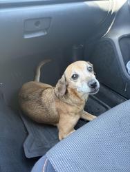 Found/Stray Female Dog last seen Rainbow and Charleston , Las Vegas, NV 89145