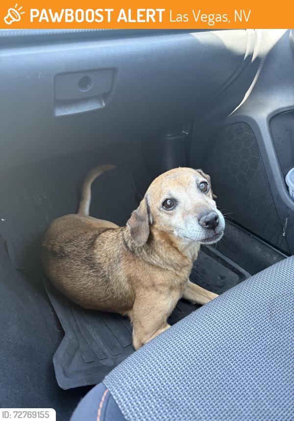 Found/Stray Female Dog last seen Rainbow and Charleston , Las Vegas, NV 89145