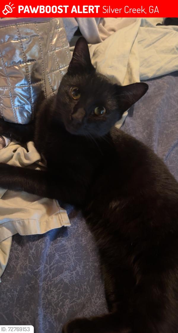 Lost Female Cat last seen Maybe near silver creek post office, Silver Creek, GA 30173