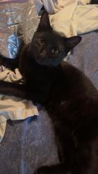 Lost Female Cat last seen Maybe near silver creek post office, Silver Creek, GA 30173