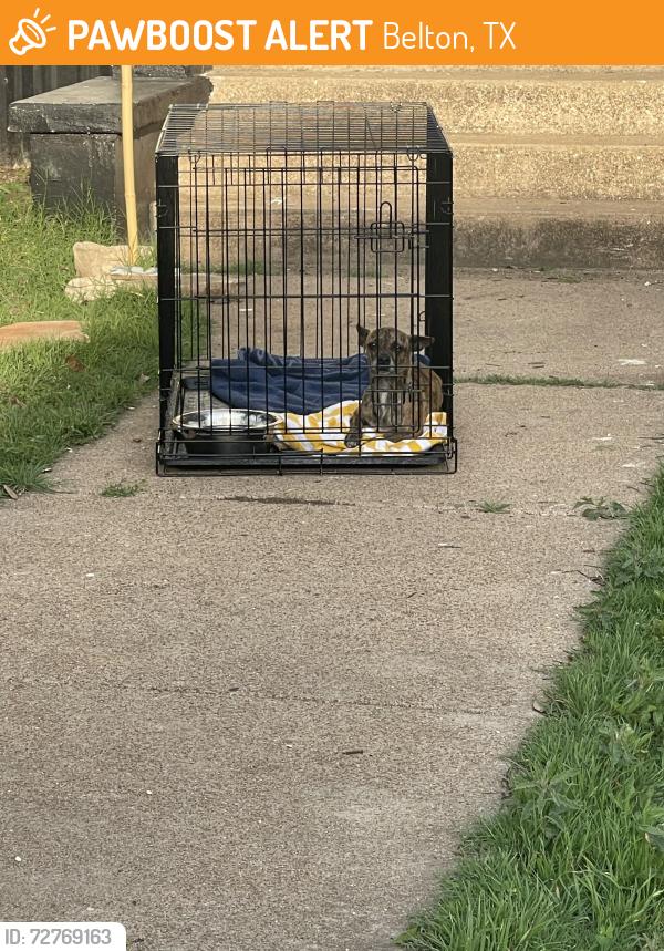 Found/Stray Female Dog last seen Agape church, Belton, TX 76513