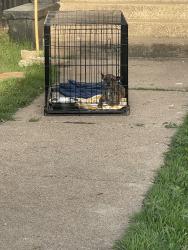 Found/Stray Female Dog last seen Agape church, Belton, TX 76513