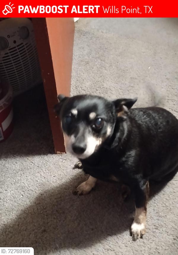Lost Female Dog last seen Near county road , Wills Point, TX 75169