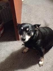 Lost Female Dog last seen Near county road , Wills Point, TX 75169