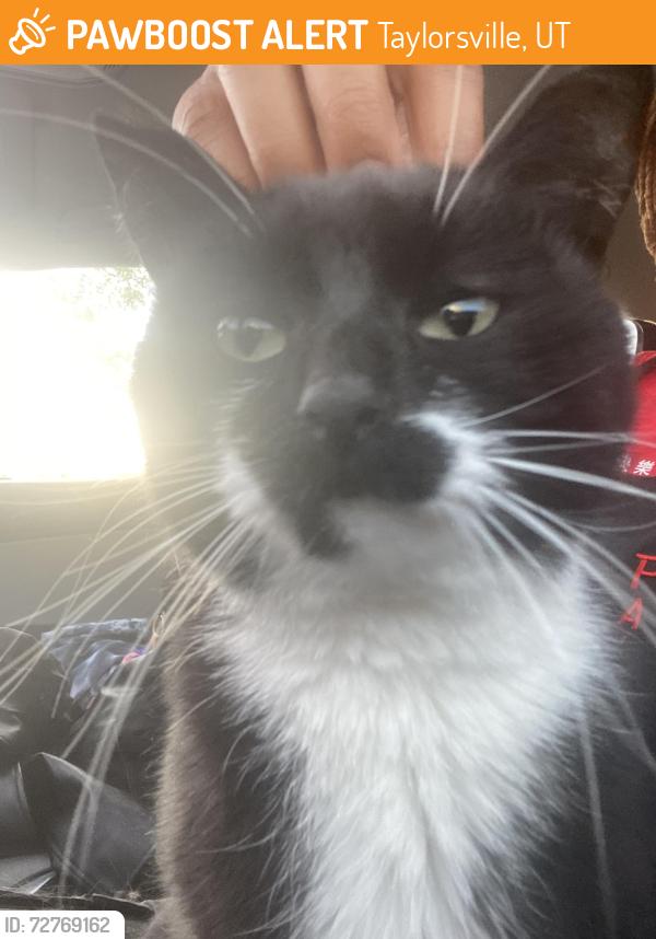 Found/Stray Female Cat last seen Near E well spring rd Midvale ut , Taylorsville, UT 84129