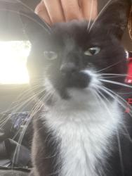 Found/Stray Female Cat last seen Near E well spring rd Midvale ut , Taylorsville, UT 84129