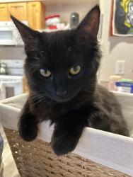 Lost Female Cat last seen E Railroad St, Nampa, ID 83687
