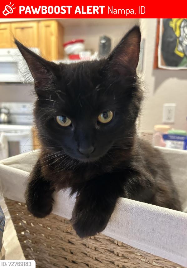 Lost Female Cat last seen E Railroad St, Nampa, ID 83687