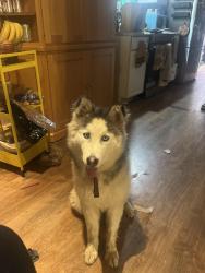 Found/Stray Unknown Dog last seen Joyce and Maynard, Columbus, OH 43211