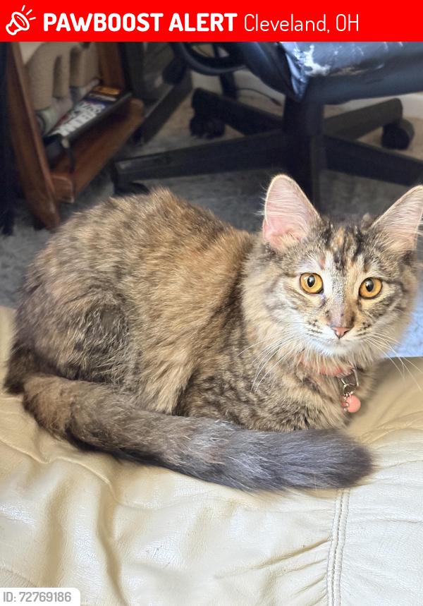 Lost Female Cat last seen Mayfield and Euclid, Cleveland, OH 44106