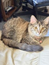 Lost Female Cat last seen Mayfield and Euclid, Cleveland, OH 44106