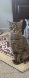 Lost Female Cat last seen fishtrap road, Prosper, TX 75078