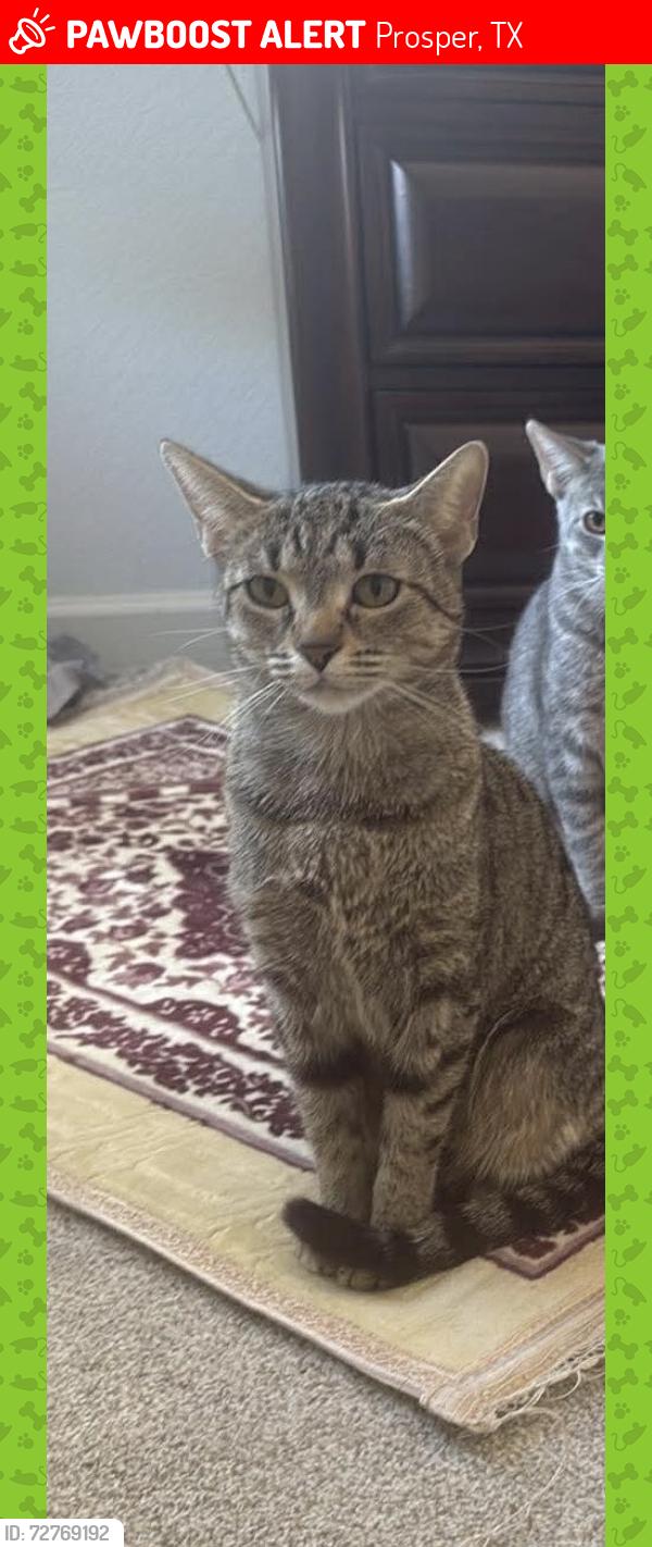 Lost Female Cat last seen fishtrap road, Prosper, TX 75078