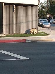 Found/Stray Unknown Dog last seen 6th st and Downey , Downey, CA 90241