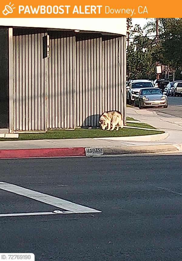 Found/Stray Unknown Dog last seen 6th st and Downey , Downey, CA 90241
