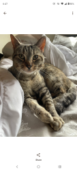 Lost Female Cat last seen Stead, Reno, NV 89506