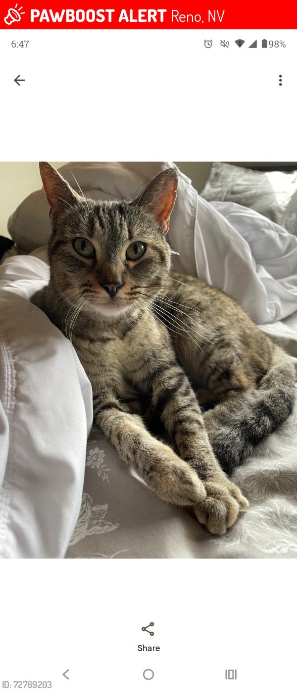 Lost Female Cat last seen Stead, Reno, NV 89506