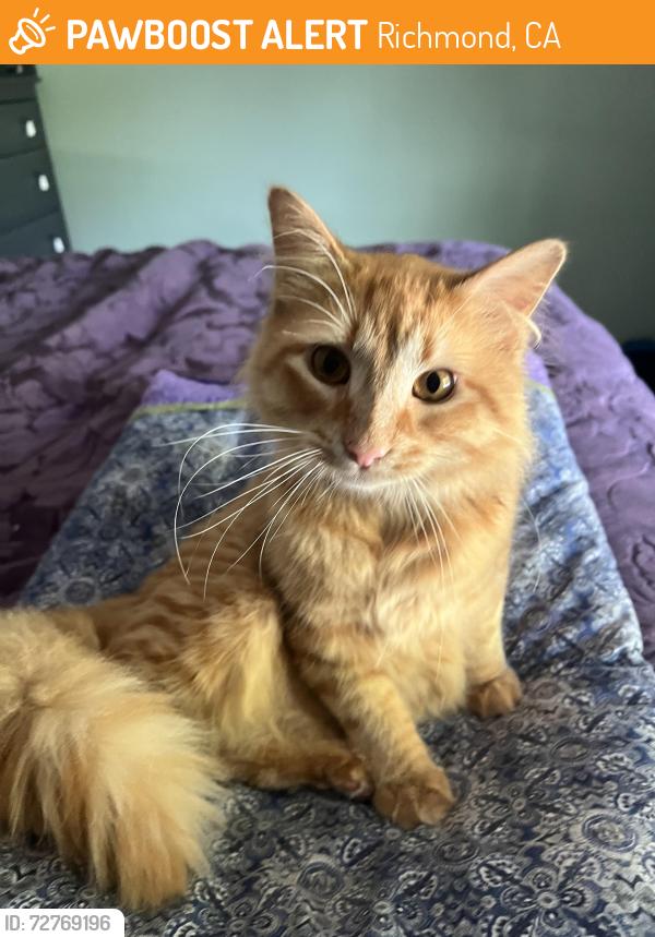 Found/Stray Male Cat last seen Bayside court and Marina Lakes Drive, Richmond, CA 94804
