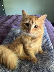 Found/Stray Male Cat last seen Bayside court and Marina Lakes Drive, Richmond, CA 94804