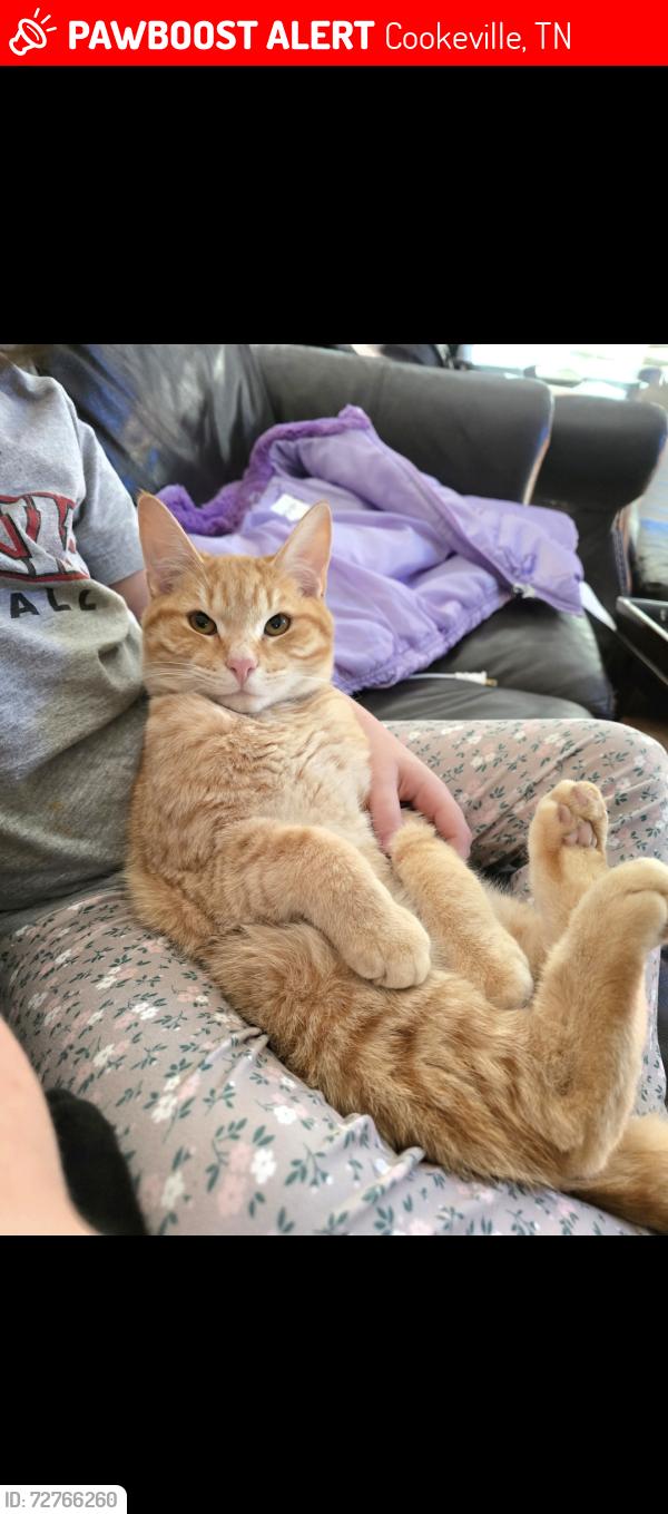 Lost Male Cat last seen Poplar Grove , Cookeville, TN 38506