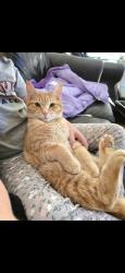Lost Male Cat last seen Poplar Grove , Cookeville, TN 38506