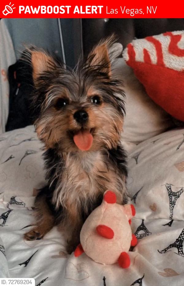Lost Female Dog last seen Twain and Boulder Hwy new Chaparral High School , Las Vegas, NV 89121