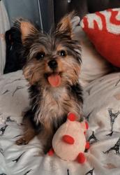 Lost Female Dog last seen Twain and Boulder Hwy new Chaparral High School , Las Vegas, NV 89121