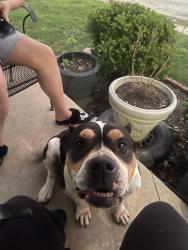 Found/Stray Female Dog last seen East highschool , Kansas City, MO 64129