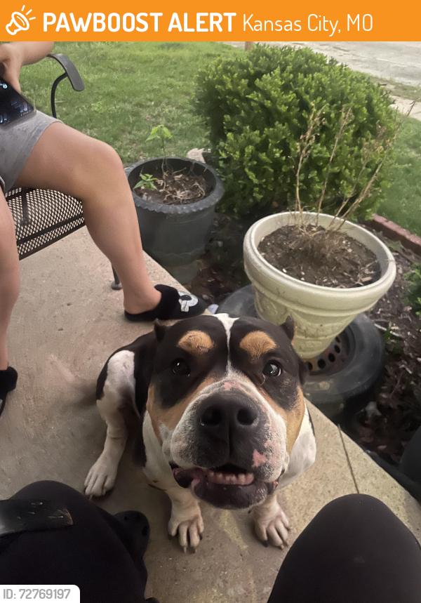 Found/Stray Female Dog last seen East highschool , Kansas City, MO 64129