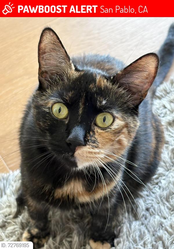 Lost Female Cat last seen Glenn and Brookside, San Pablo, CA 94805