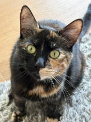 Lost Female Cat last seen Glenn and Brookside, San Pablo, CA 94805