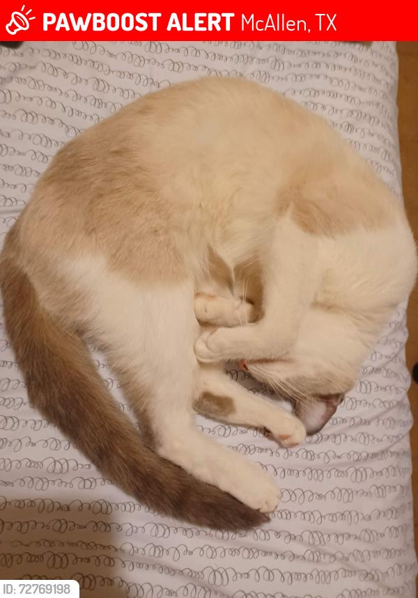 Lost Female Cat last seen S Main St, la plaza mall, McAllen, TX 78503