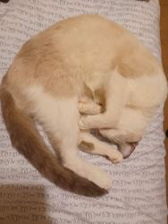 Lost Female Cat last seen S Main St, la plaza mall, McAllen, TX 78503