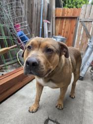 Found/Stray Male Dog last seen North Stockton , Stockton, CA 95209