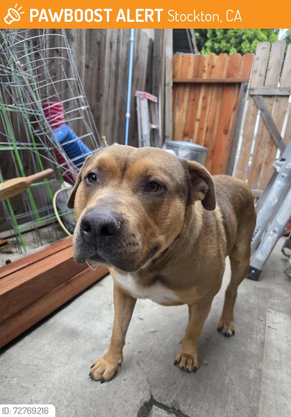 Found/Stray Male Dog last seen North Stockton , Stockton, CA 95209
