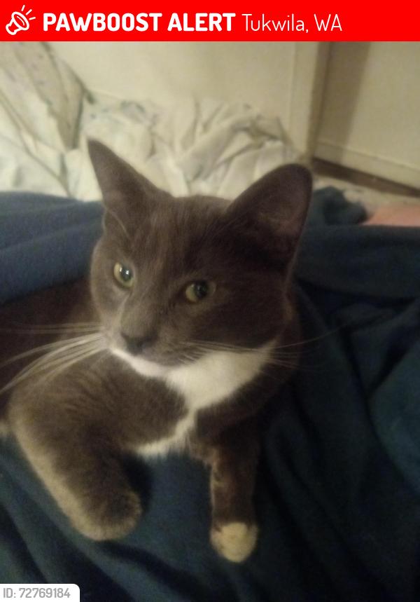Lost Male Cat last seen Cascade View Elementary , Tukwila, WA 98168