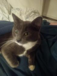 Lost Male Cat last seen Cascade View Elementary , Tukwila, WA 98168
