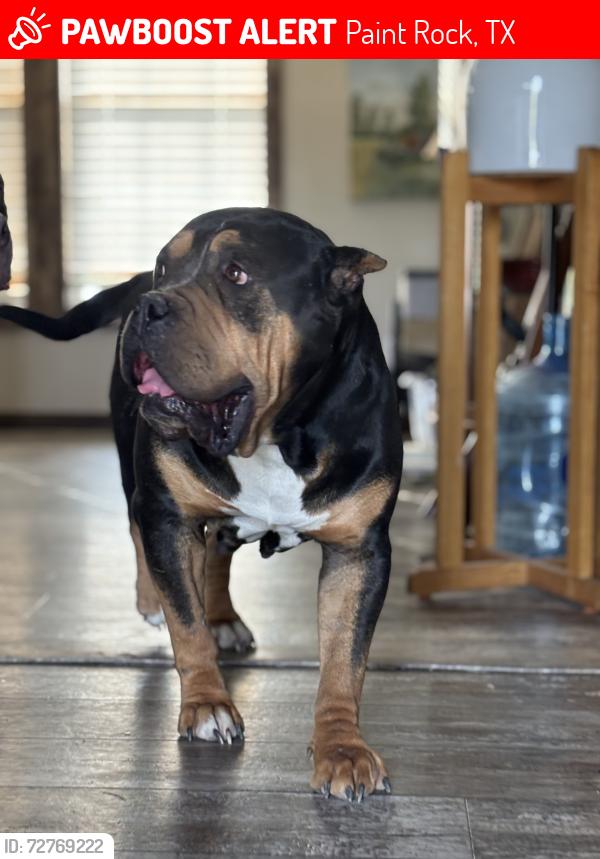 Lost Female Dog last seen Us 763 , Paint Rock, TX 76866