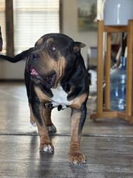 Lost Female Dog last seen Us 763 , Paint Rock, TX 76866