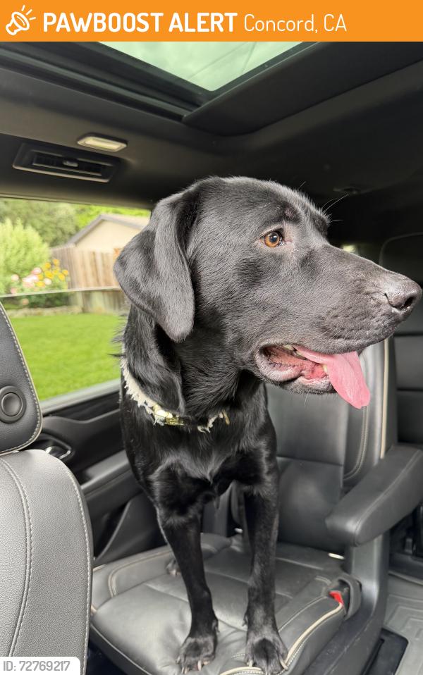 Found/Stray Male Dog last seen Washington and Pennsylvania , Concord, CA 94521